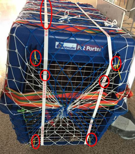 animal container, pet, on flight